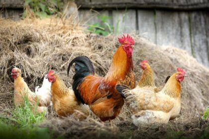 Infectious Poultry Diseases