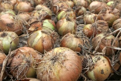 Onion Farming In Kenya
