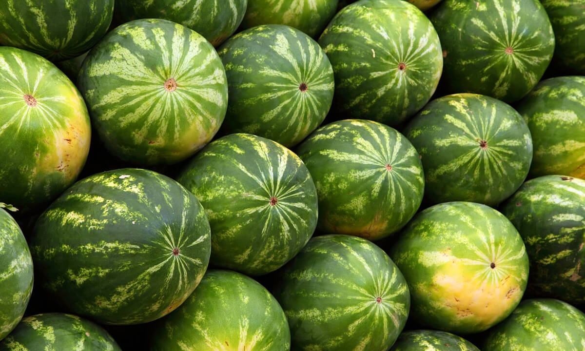 watermelon-varieties-in-kenya-nasonga