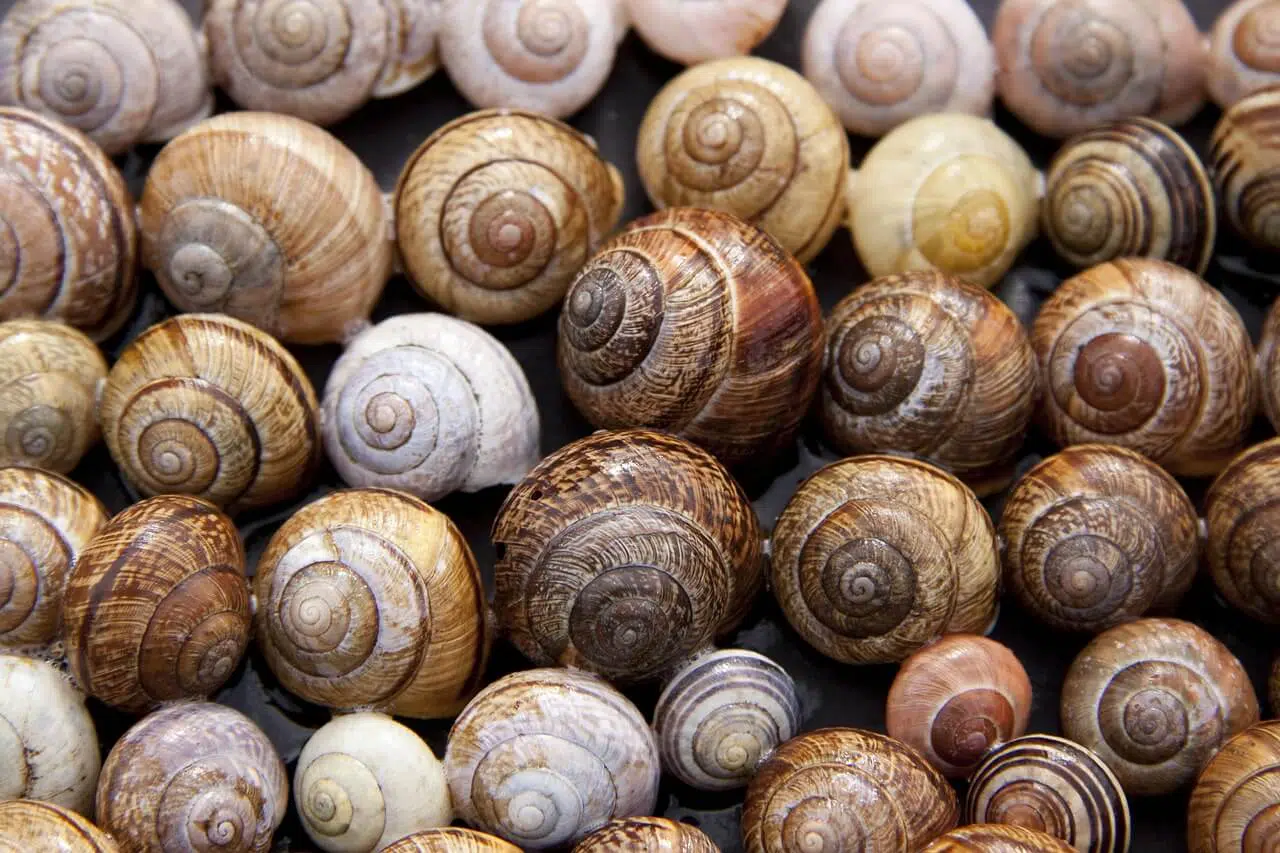 snail farming in Kenya