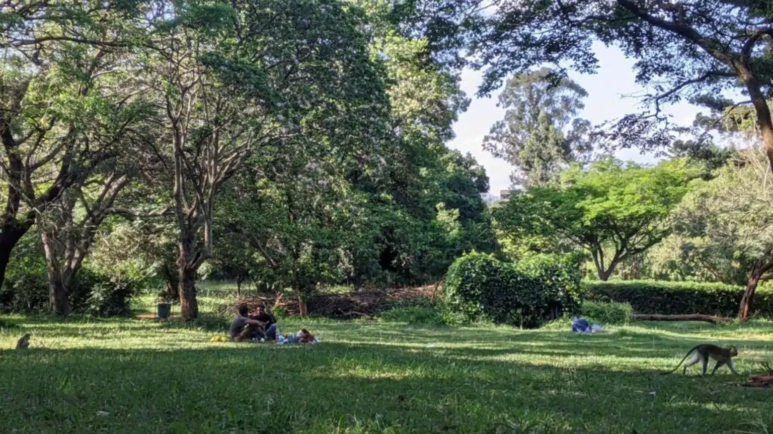 Picnic at the Nairobi Arboretum