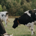 KCB dairy/ livestock loan poster